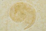 Fossil Dragonfly (Cymatophlebia) & Ammonite - Solnhofen Limestone #263438-2